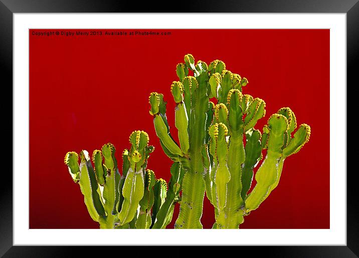 Hospital Cactus Framed Mounted Print by Digby Merry