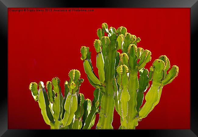 Hospital Cactus Framed Print by Digby Merry