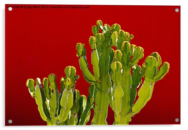 Hospital Cactus Acrylic by Digby Merry