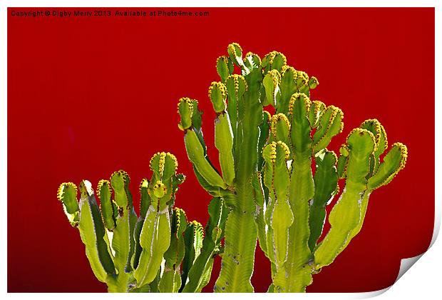 Hospital Cactus Print by Digby Merry