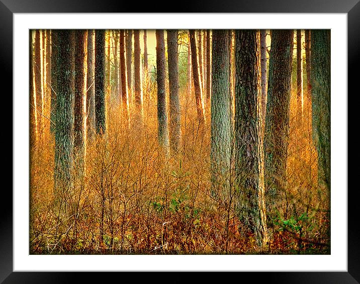 Into the Sunlight Framed Mounted Print by Laura McGlinn Photog