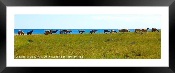 Flock on the shore Framed Mounted Print by Digby Merry