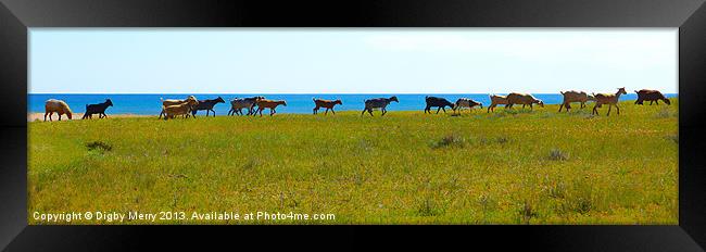 Flock on the shore Framed Print by Digby Merry