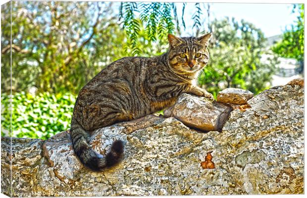 Tabby cat Canvas Print by Digby Merry