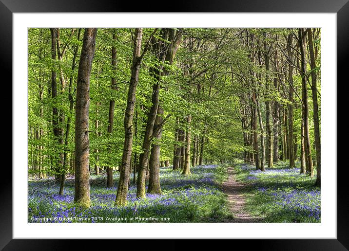Bluebell Woodland Walk Framed Mounted Print by David Tinsley