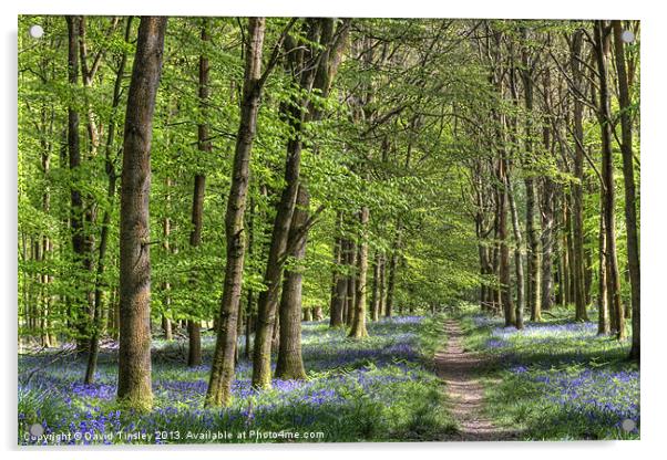 Bluebell Woodland Walk Acrylic by David Tinsley