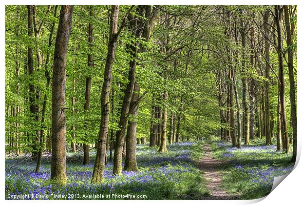 Bluebell Woodland Walk Print by David Tinsley