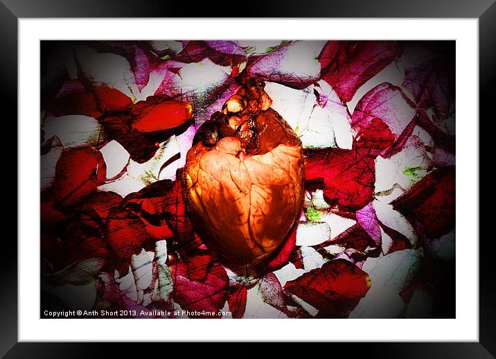 Love Heart Framed Mounted Print by Anth Short
