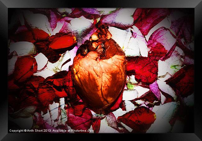 Love Heart Framed Print by Anth Short