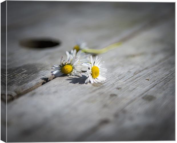 Daisies left at the table.... Canvas Print by Ian Johnston  LRPS