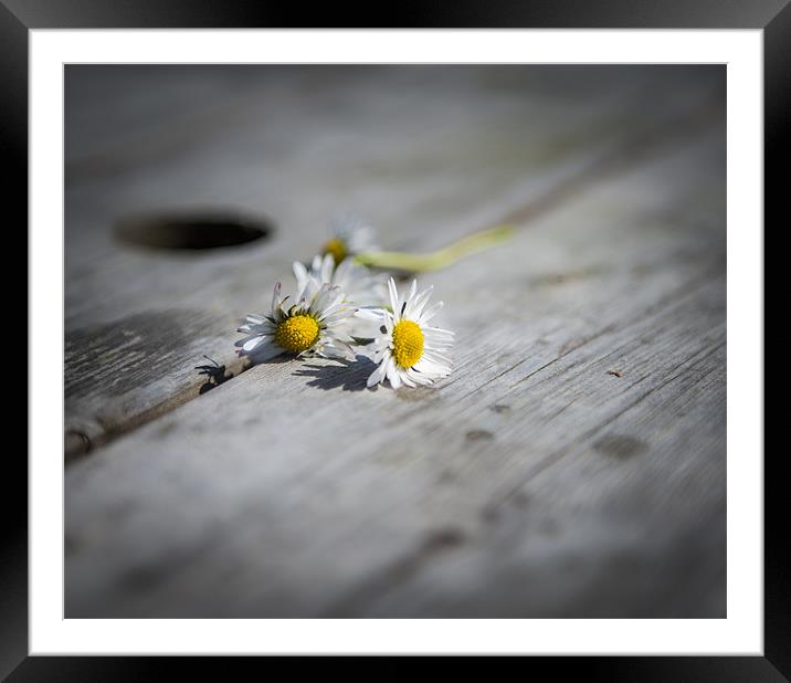 Daisies left at the table.... Framed Mounted Print by Ian Johnston  LRPS