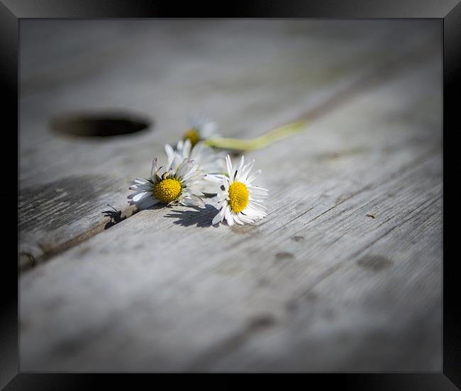Daisies left at the table.... Framed Print by Ian Johnston  LRPS