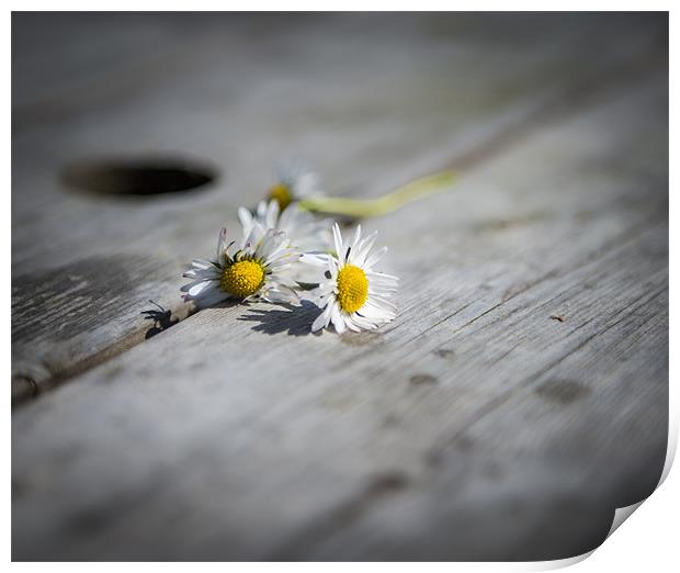 Daisies left at the table.... Print by Ian Johnston  LRPS