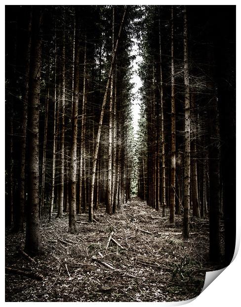 Woodland Print by Debra Kelday