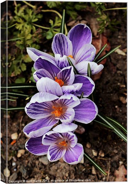 Lilac and white pickwick crocus Canvas Print by Avril Harris