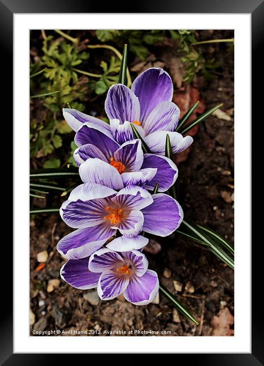 Lilac and white pickwick crocus Framed Mounted Print by Avril Harris