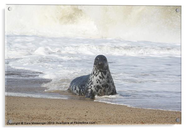 Grey seal Acrylic by Sara Messenger