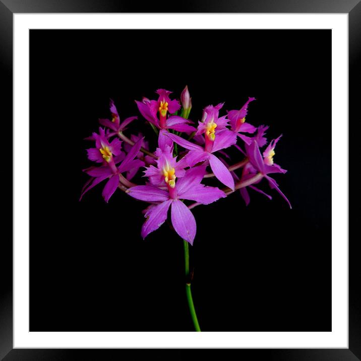 Pink Orchids Framed Mounted Print by Iona Newton