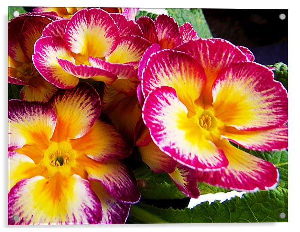 1161-spring flower Acrylic by elvira ladocki
