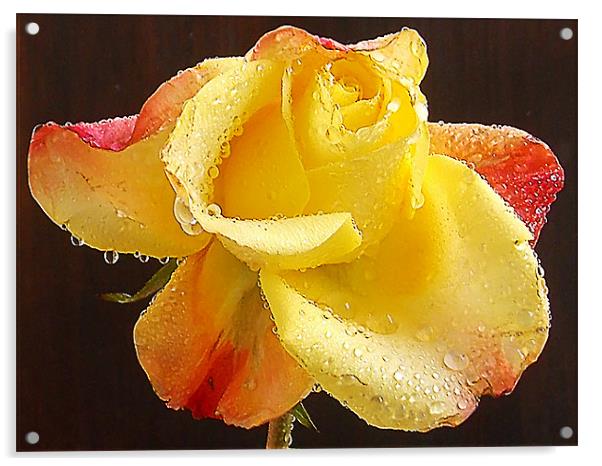 1169-beauty rose Acrylic by elvira ladocki