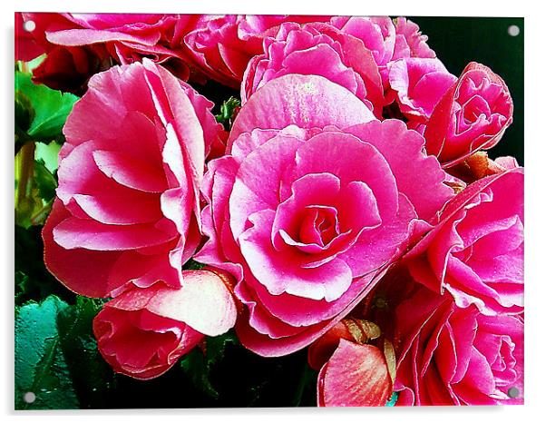 1173-pink begonia Acrylic by elvira ladocki
