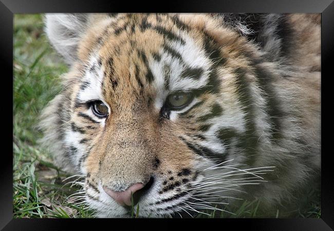 tiger cub Framed Print by Martyn Bennett