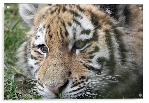 tiger cub Acrylic by Martyn Bennett