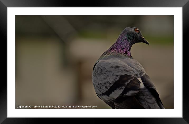 Pigeon Framed Mounted Print by Telmo Zaldivar Jr