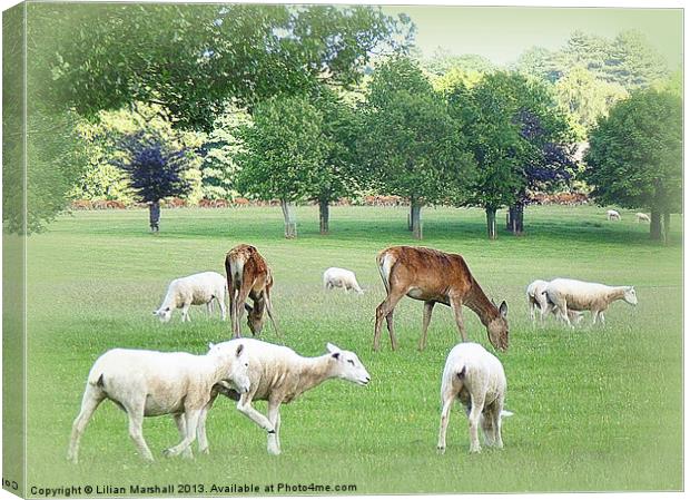 Grazing at Tatton Park. Canvas Print by Lilian Marshall