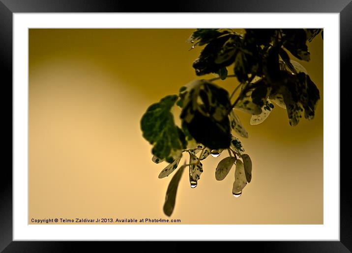 Wet Leaves Framed Mounted Print by Telmo Zaldivar Jr