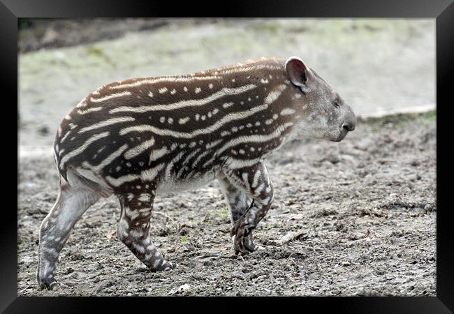 baby tapir Framed Print by Martyn Bennett