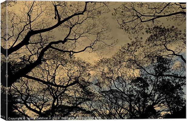 Trees and Skies.... Canvas Print by Telmo Zaldivar Jr