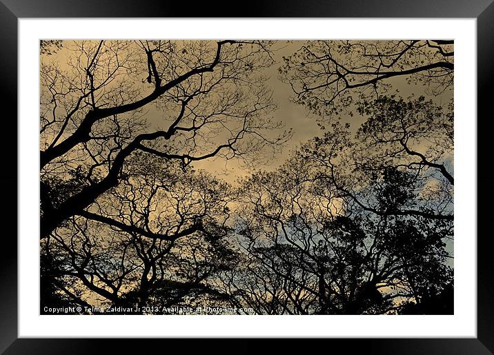 Trees and Skies.... Framed Mounted Print by Telmo Zaldivar Jr