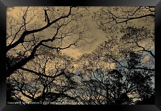 Trees and Skies.... Framed Print by Telmo Zaldivar Jr