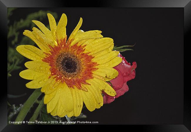 Yellow Chrysanthemum Framed Print by Telmo Zaldivar Jr