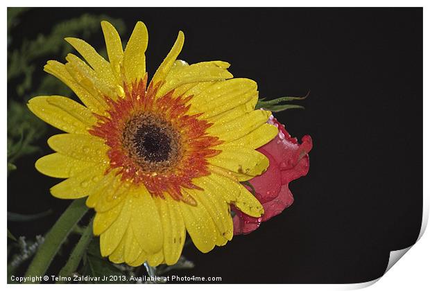 Yellow Chrysanthemum Print by Telmo Zaldivar Jr