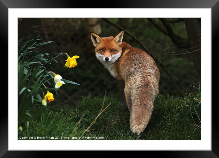 Red Fox Framed Mounted Print by Dave Burden