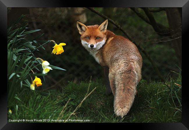 Red Fox Framed Print by Dave Burden