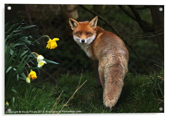 Red Fox Acrylic by Dave Burden