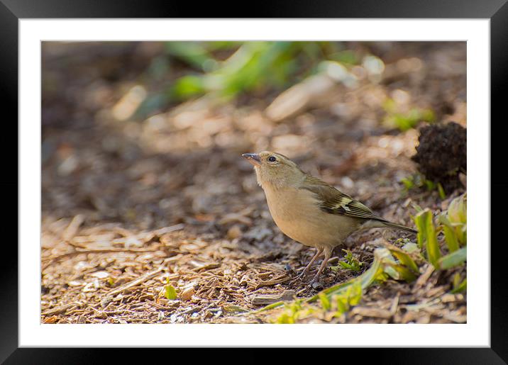 Female Goldfinch waits in the shadow Framed Mounted Print by Phil Tinkler