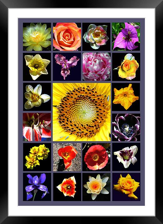 Floral Composite Framed Mounted Print by james balzano, jr.