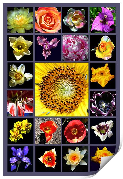 Floral Composite Print by james balzano, jr.
