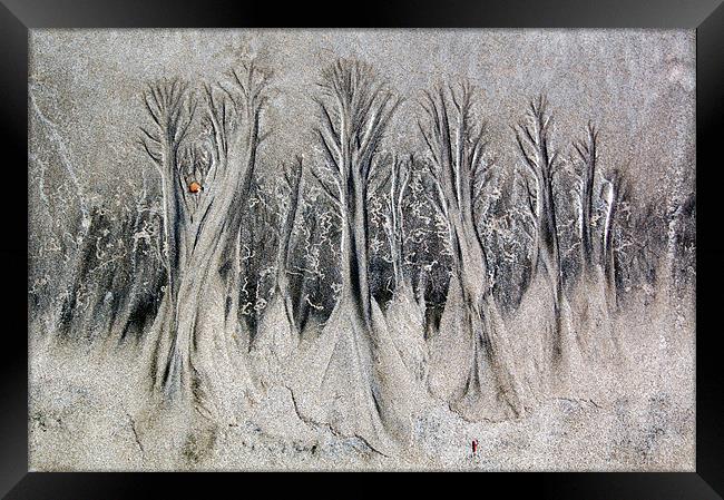 The Forest at Low Tide Framed Print by james balzano, jr.