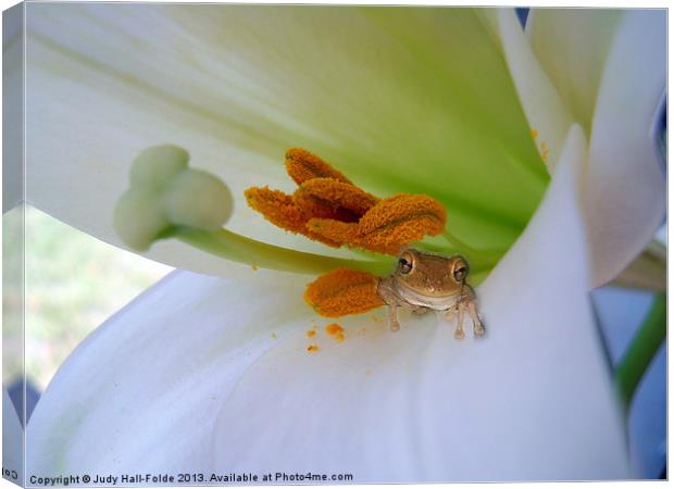 Frog in the Lily Canvas Print by Judy Hall-Folde