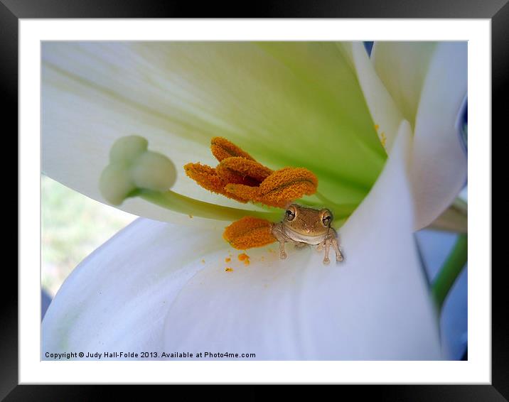 Frog in the Lily Framed Mounted Print by Judy Hall-Folde