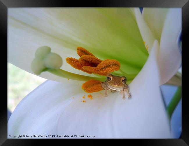 Frog in the Lily Framed Print by Judy Hall-Folde