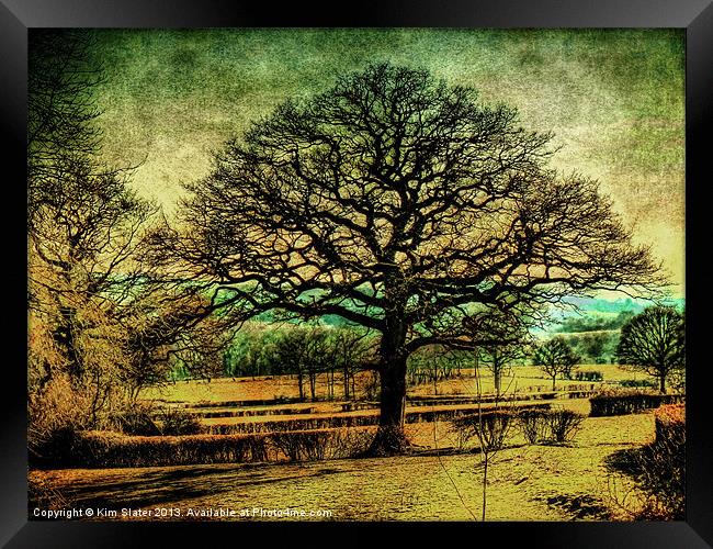 The Old Tree Framed Print by Kim Slater