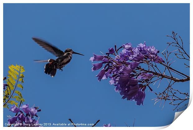 hummingbird feeding on a Jacaranda tree Print by Craig Lapsley