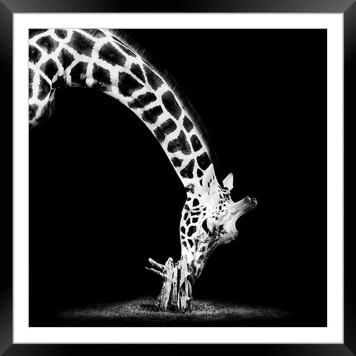Giraffe Mono Framed Mounted Print by Dave Wragg