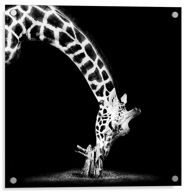 Giraffe Mono Acrylic by Dave Wragg